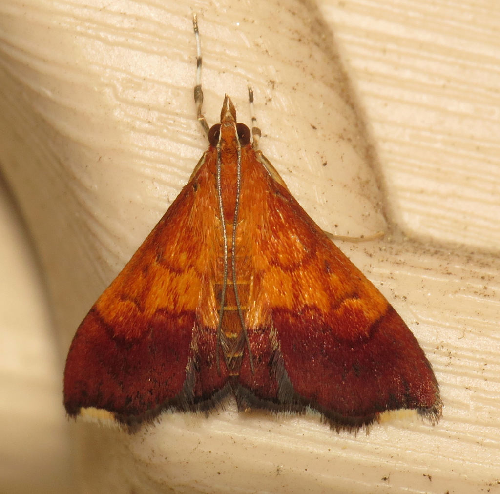 Bicolored Pyrausta Moth and Allies