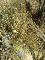 Spergularia pazensis