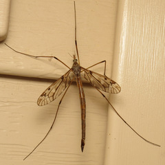 Tipula longiventris