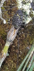Equisetum bogotense