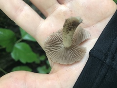 Cystoagaricus