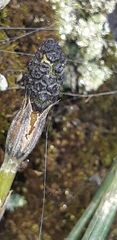 Equisetum bogotense