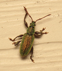 Phyllobius intrusus