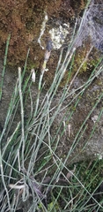 Equisetum bogotense