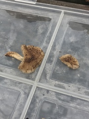 Cystoagaricus