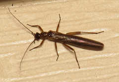Leuctridae