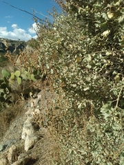 Atriplex rusbyi
