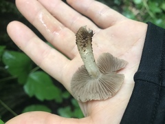 Cystoagaricus