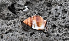 Nassarius pauperatus