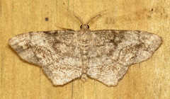 Hypagyrtis piniata
