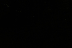 Abscondita cerata