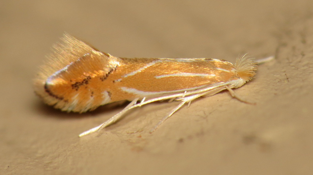 Phyllonorycter basistrigella