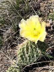 Opuntia polyacantha polyacantha