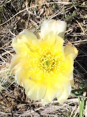 Opuntia polyacantha polyacantha