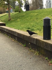 Corvus brachyrhynchos