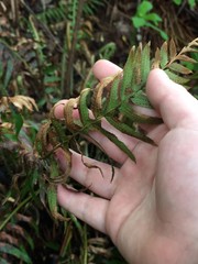 Polystichum munitum