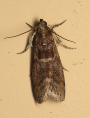 Actrix nyssaecolella