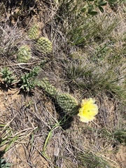 Opuntia polyacantha polyacantha