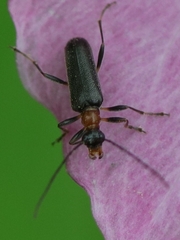Rhagiini