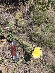 Opuntia polyacantha polyacantha
