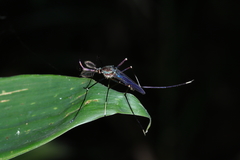 Toxorhynchites solstitialis