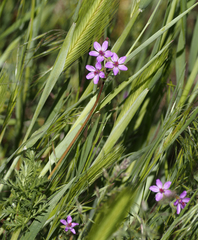 Erodium cicutarium