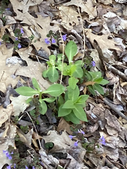 Phlox divaricata albiflora