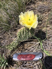 Opuntia polyacantha polyacantha