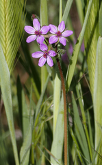 Erodium cicutarium