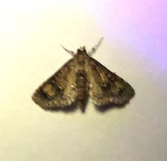 Niphograpta albiguttalis