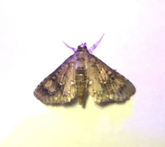 Niphograpta albiguttalis