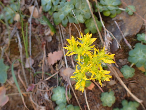 Sedum spathulifolium