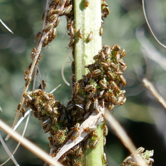 Triarius trivittatus