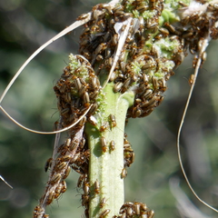 Triarius trivittatus