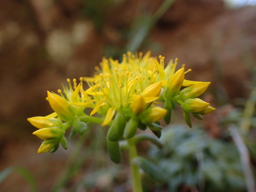 Sedum spathulifolium