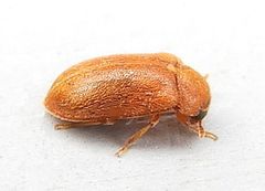Byturus unicolor