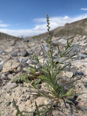 Oligomeris linifolia