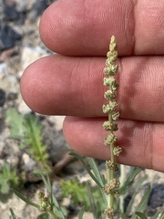 Oligomeris linifolia