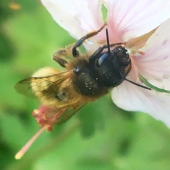 Osmia