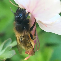 Osmia