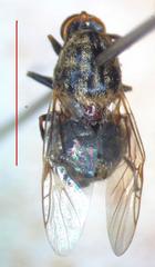 Acanthinomyia