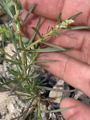 Oligomeris linifolia