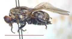 Acanthinomyia