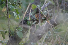 Morococcyx erythropygus