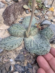 Atrichoseris platyphylla