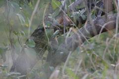 Morococcyx erythropygus