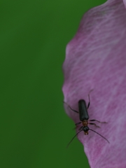 Rhagiini