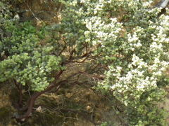 Arctostaphylos auriculata
