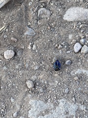 Murgantia