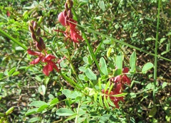 Indigofera sanguinea